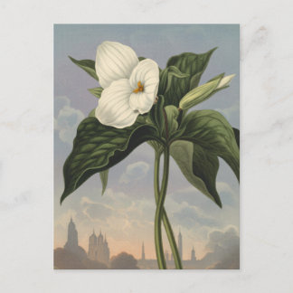 White Trillium Flower in Temple of Flora Style  Postcard