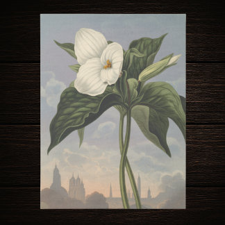White Trillium Flower in Temple of Flora Style  Tissue Paper