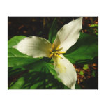 White Trillium Flower Spring Wildflower Canvas Print
