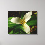 White Trillium Flower Spring Wildflower Canvas Print