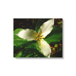 White Trillium Flower Spring Wildflower Canvas Print