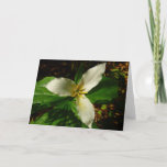 White Trillium Flower Spring Wildflower Card