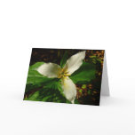 White Trillium Flower Spring Wildflower Card