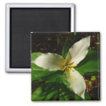 White Trillium Flower Spring Wildflower Magnet