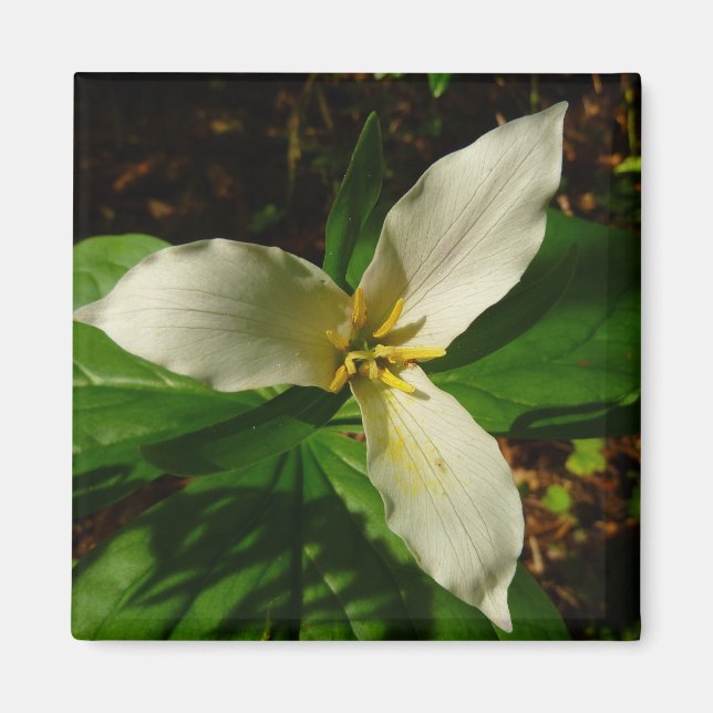 White Trillium Flower Spring Wildflower Magnet (Front)