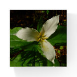 White Trillium Flower Spring Wildflower Paperweight