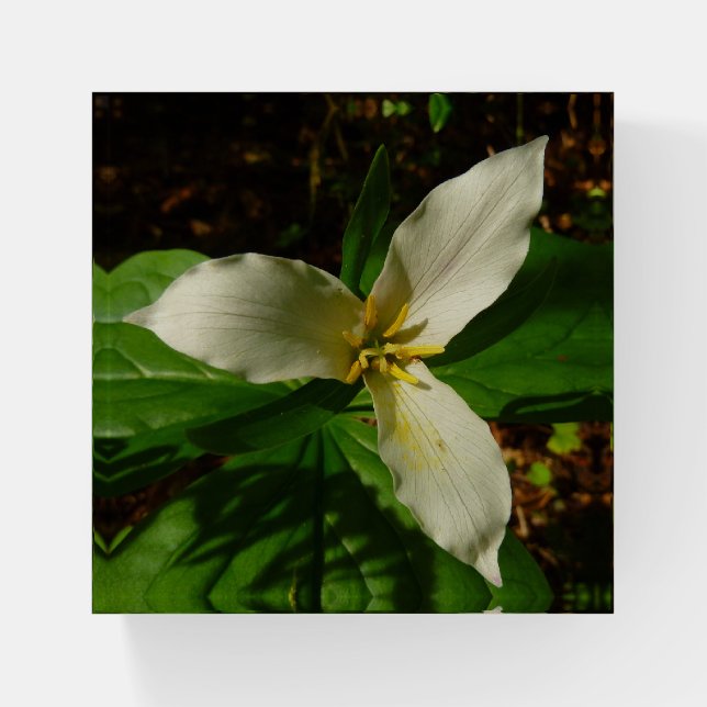 White Trillium Flower Spring Wildflower Paperweight (Front)