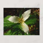 White Trillium Flower Spring Wildflower Postcard