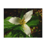 White Trillium Flower Spring Wildflower Postcard