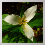 White Trillium Flower Spring Wildflower Poster