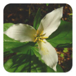 White Trillium Flower Spring Wildflower Square Sticker