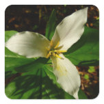 White Trillium Flower Spring Wildflower Square Sticker