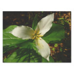 White Trillium Flower Spring Wildflower Tissue Paper