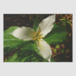 White Trillium Flower Spring Wildflower Tissue Paper