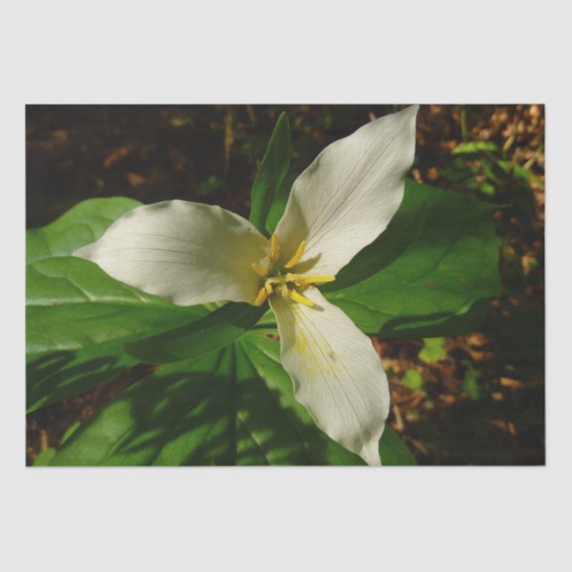 White Trillium Flower Spring Wildflower Tissue Paper (Front)