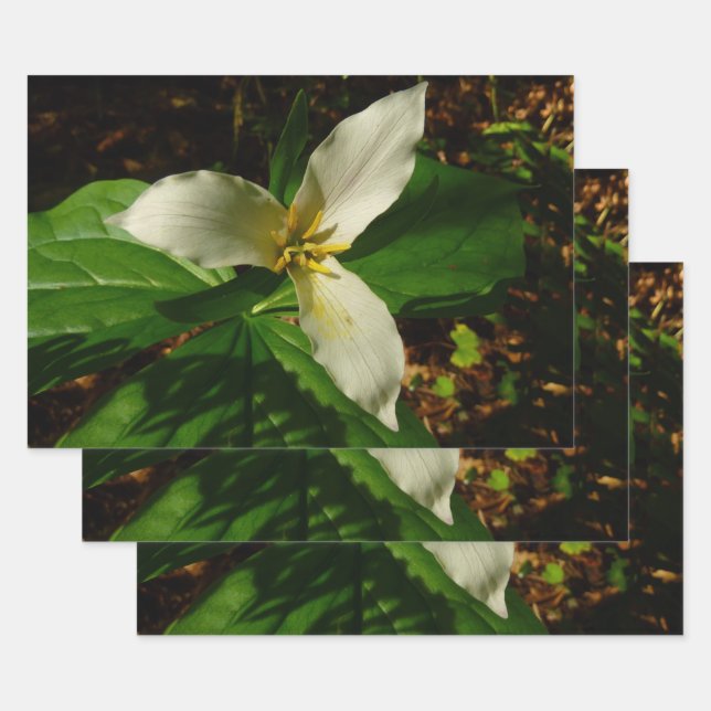 White Trillium Flower Spring Wildflower Wrapping Paper Sheets (Set)