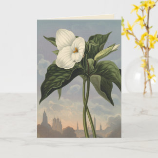 White Trillium Flower Temple of Flora Style Blank  Card