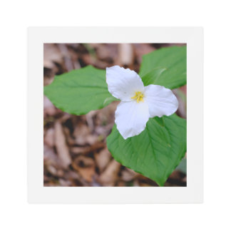 White Trillium in Spring Metal Print
