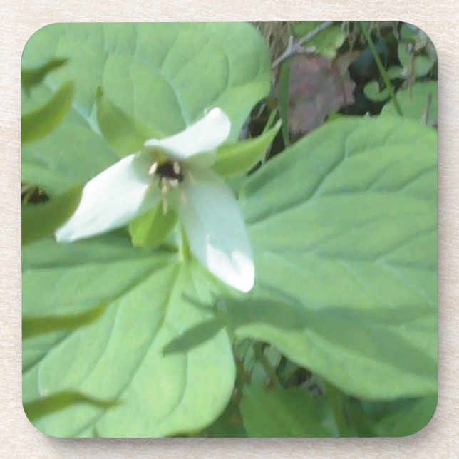 white trillium with greenry coaster (Front)