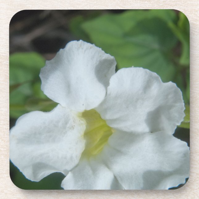 White Tropical Flower Found on Fiji Beverage Coaster (Front)