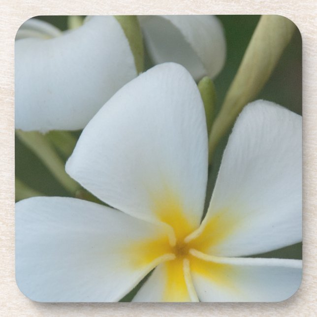 White Tropical Flower From Fiji Beverage Coaster (Front)