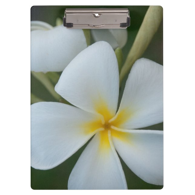 White Tropical Flower From Fiji Clipboard (Front)