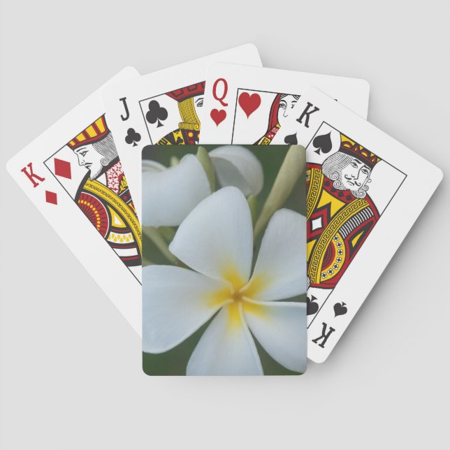 White Tropical Flower From Fiji Poker Cards (Back)