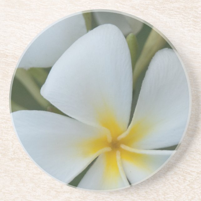 White Tropical Plumeria Flower From Fiji Drink Coaster (Front)