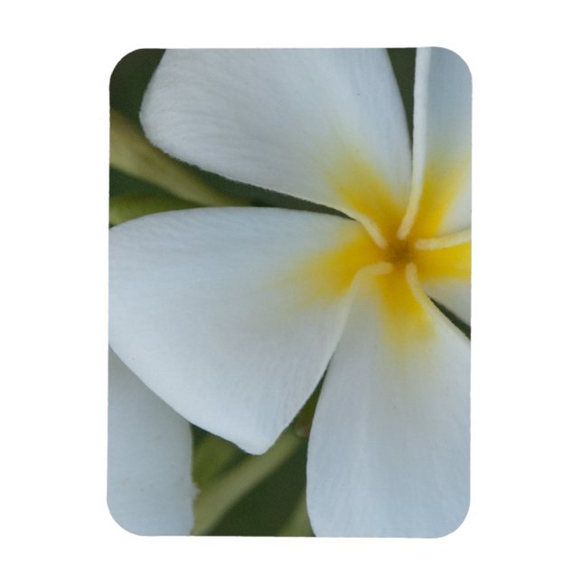 White Tropical Plumeria Flower From Fiji Magnet (Vertical)