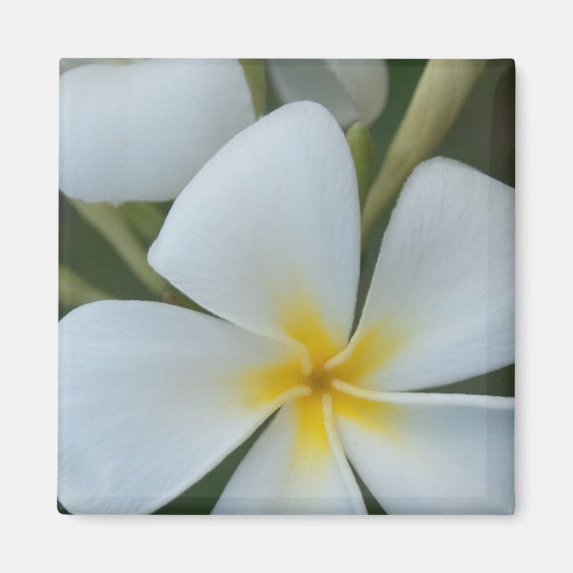 White Tropical Plumeria Flower From Fiji Magnet (Front)