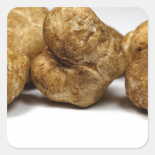 White truffles of the species tuber oligospermum. square sticker