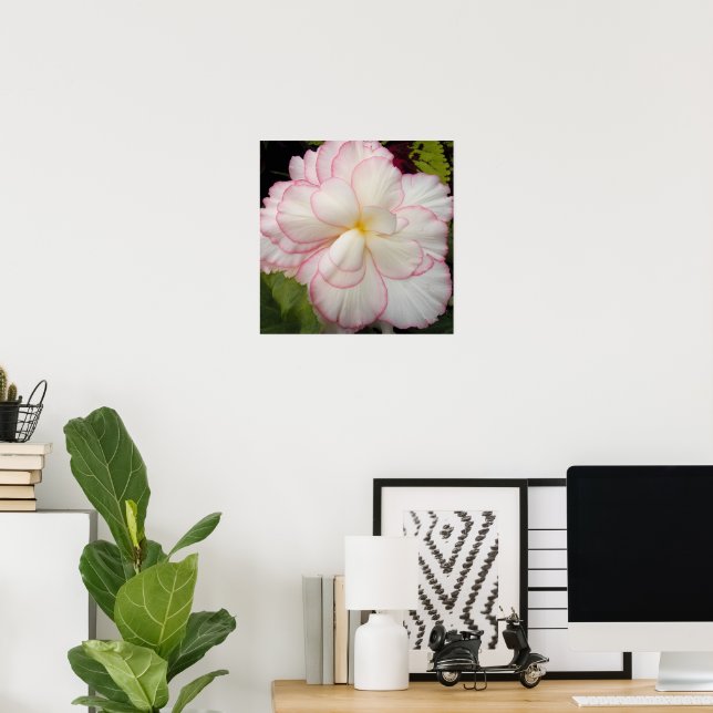 White Tuberous Begonia Bloom Floral Poster (Home Office)