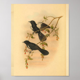 White Tufted Flycatcher Bird Vintage Print