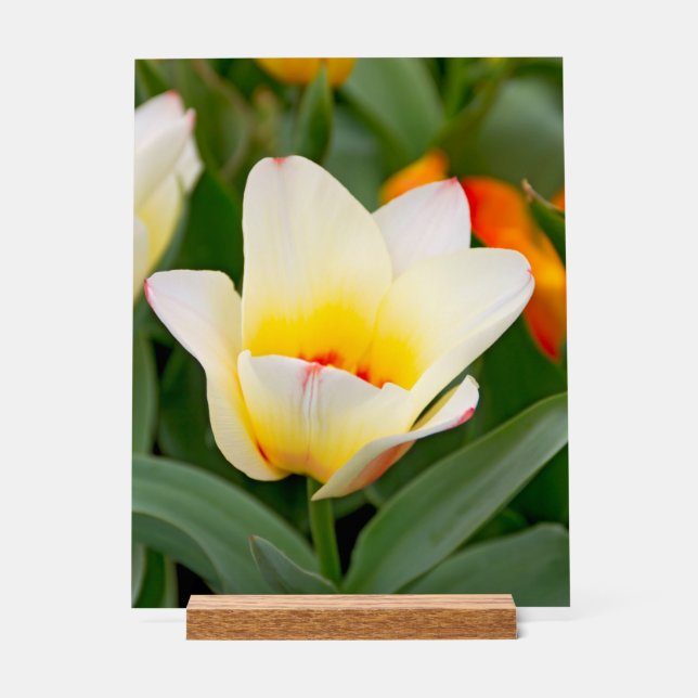 White Tulip Acrylic Sign (Front)