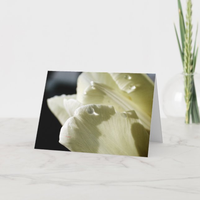 White Tulip Card (Front)