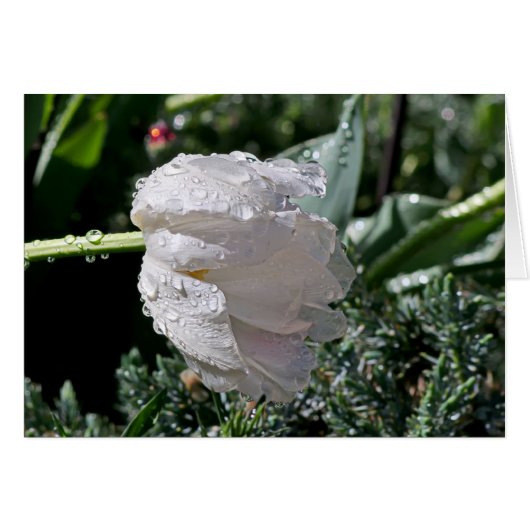 White Tulip Cards (Front Horizontal)
