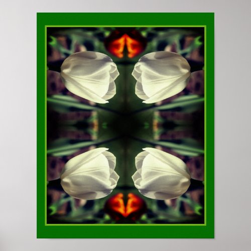 White Tulip Flower In Sunlight Abstract Poster