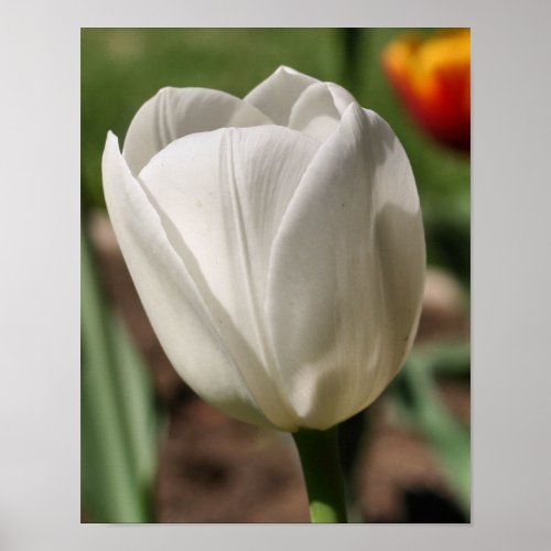 White Tulip Flower In Sunlight Poster