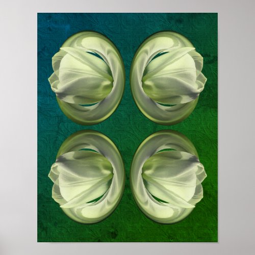 White Tulip Flower Petals Abstract  Poster