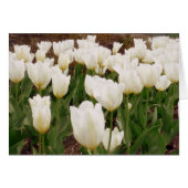 White Tulip Flowers (Front Horizontal)