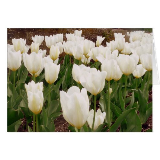 White Tulip Flowers (Front Horizontal)