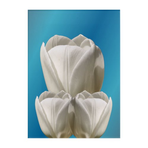 White Tulip Flowers    Acrylic Print