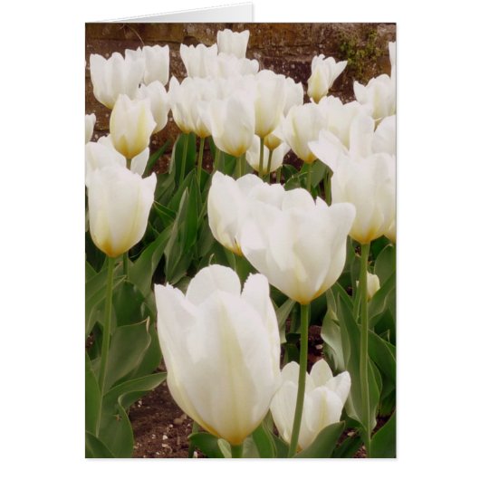 White Tulip Flowers Cards (Front)