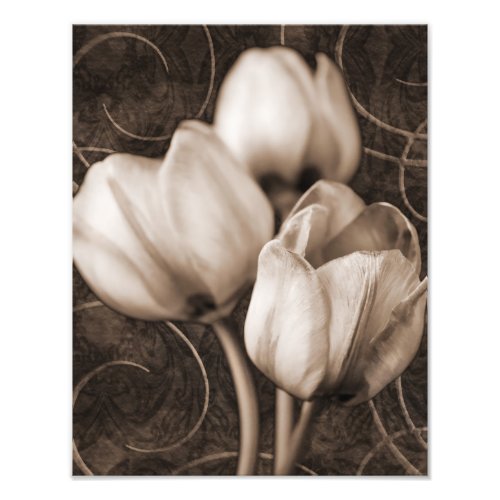 White Tulip Flowers Sepia Black Background floral Photo Print