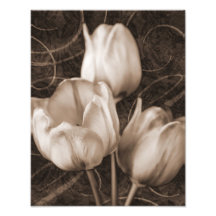 White Tulip Flowers Sepia Black Background floral