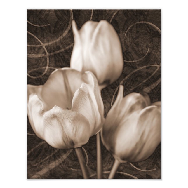 White Tulip Flowers Sepia Black Background floral Photo Print (Front)