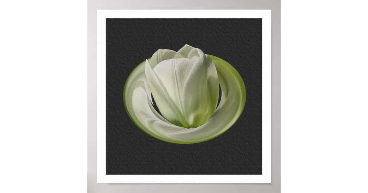 White Tulip Petals Floral Art Poster | Zazzle