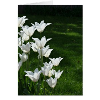 White Tulips by deemac1 at Zazzle