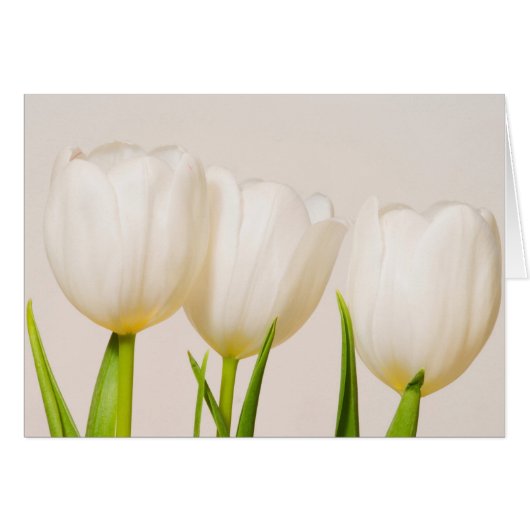 White tulips against a white background, (Front Horizontal)