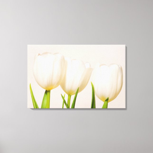 White tulips against a white background, canvas print (Front)